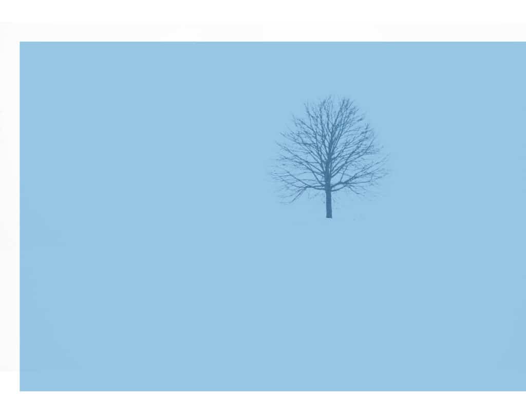 Et ensomt tre på en slette