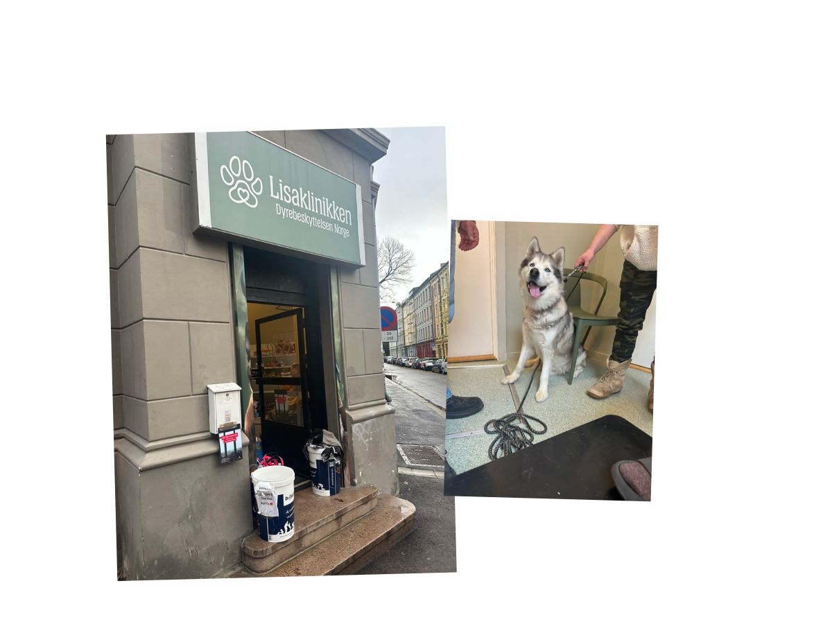 Lisaklinikken, en gratis veterinærtjeneste